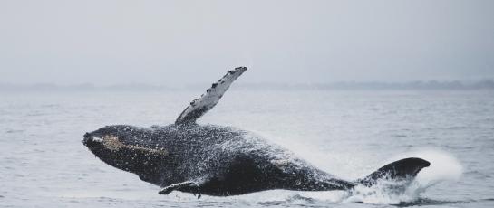 Gray whale breaching in the sea