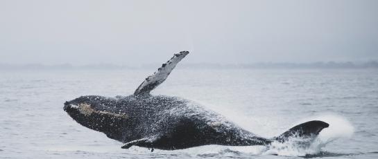Gray Whale Breaching