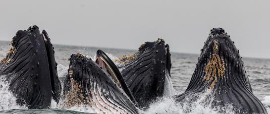 Whales feeding