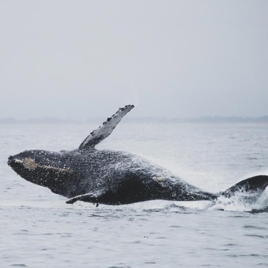Gray whale breaching in the sea