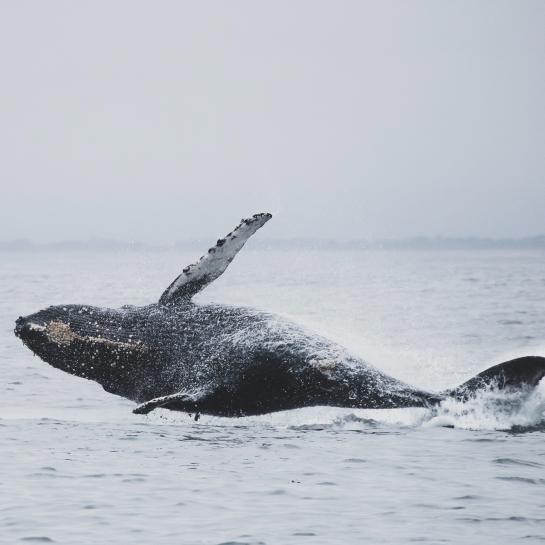 Gray Whale Breaching