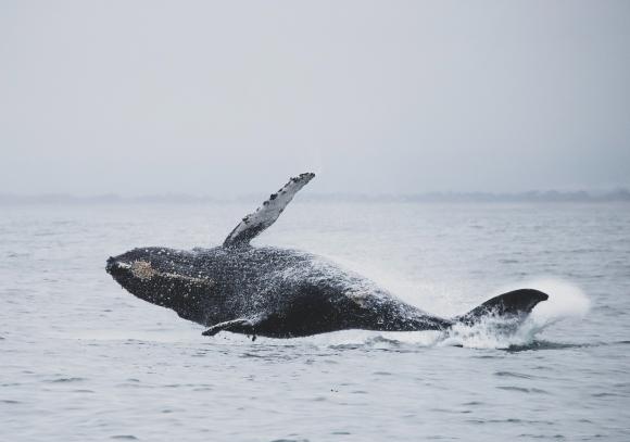 Gray Whale Breaching