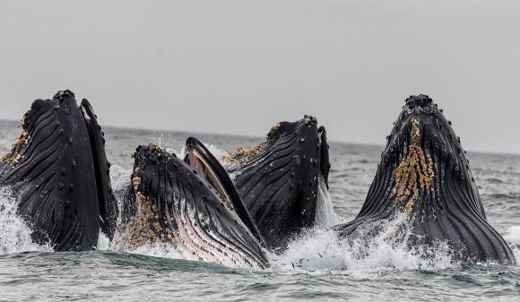 Whales feeding